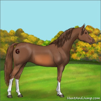 Horse Color:Chestnut Tobiano 