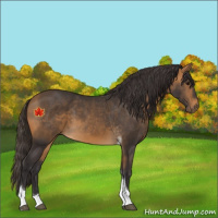 Horse Color:Buckskin Tobiano 