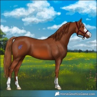 Horse Color:Chestnut 