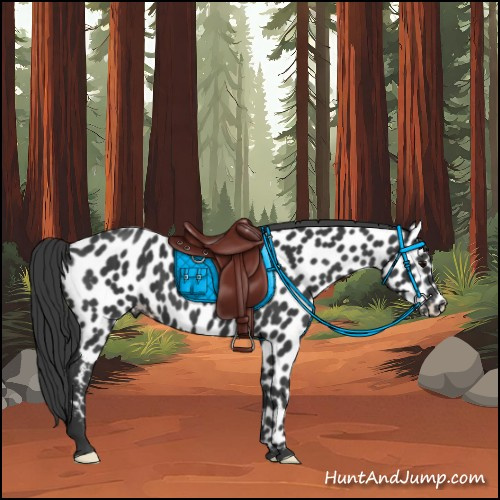 Horse Color:Black Appaloosa Rabicano 