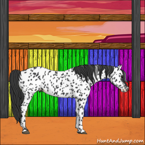 Horse Color:Black Appaloosa Rabicano 