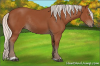 Horse Color:Silver Bay Sabino Rabicano 