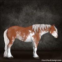 Horse Color:Silver Bay Sabino Rabicano 