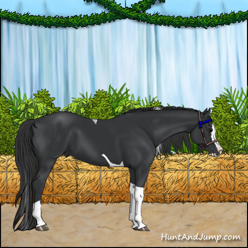 Horse Color:Black Splash Tobiano 