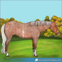 Horse Color:Silver Bay Roan Sabino Rabicano 
