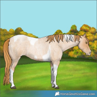 Horse Color:Red Roan Pearl Tobiano Frame 