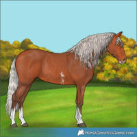 Horse Color:Silver Bay Sabino Rabicano