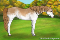 Horse Color:White Spotted Chestnut 