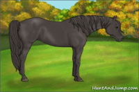 Horse Color:Smoky Black 