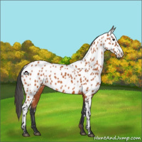 Horse Color:Bay Appaloosa 