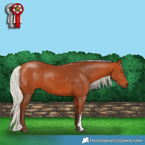 Horse Color:Silver Bay Sabino Rabicano 