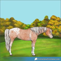 Horse Color:Bay Splash Tobiano Appaloosa  and Silver Bay Splash Tobiano Appaloosa 