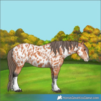 Horse Color:Bay Splash Tobiano Appaloosa  and Bay Splash Tobiano Appaloosa 