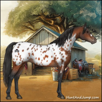 Horse Color:Bay Appaloosa 
