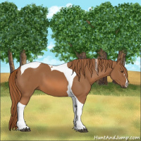 Horse Color:Chestnut Tobiano 