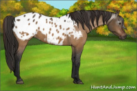 Horse Color:Gray Bay Dun Appaloosa 