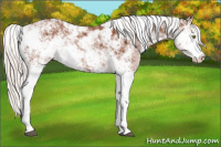 Horse Color:Silver Bay Sabino Rabicano 