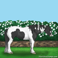 Horse Color:Black Tobiano 