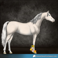 Horse Color:Cremello 
