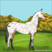 Horse Color:Bay Appaloosa