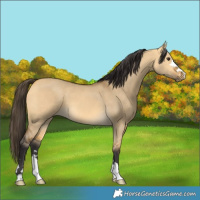 Horse Color:Buckskin Dun 