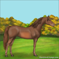Horse Color:Chestnut Appaloosa 
