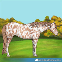 Horse Color:Gold Champagne Appaloosa  and Gold Champagne Appaloosa 