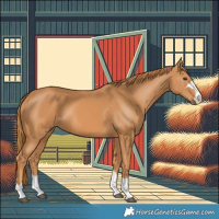 Horse Color:Chestnut 