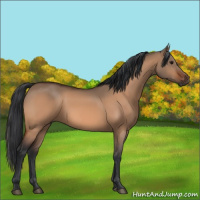 Horse Color:Bay Dun 