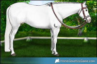 Horse Color:Silver Buckskin Dun Near Leopard 