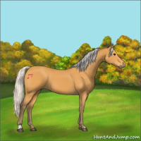 Horse Color:Silver Buckskin 