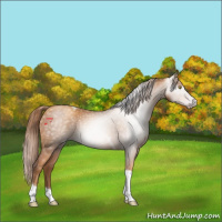 Horse Color:Gray Gold Champagne Tobiano 