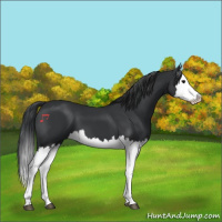 Horse Color:Black Splash 