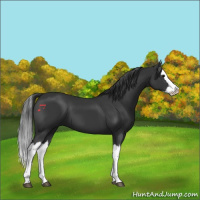 Horse Color:Black Splash 