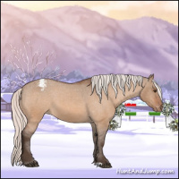 Horse Color:Silver Brown Dun Appaloosa 
