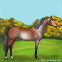 Horse Color:Gray Bay 