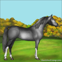 Horse Color:Gray Smoky Black 