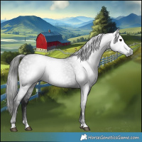 Horse Color:Gray Blue Roan 
