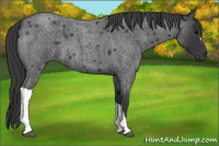 Horse Color:Blue Roan