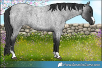 Horse Color:Blue Roan 