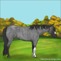 Horse Color:Blue Roan 