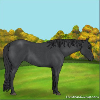 Horse Color:Blue Roan