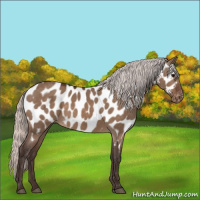 Horse Color:Silver Brown Dun Appaloosa 