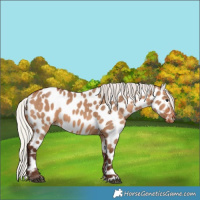 Horse Color:Silver Brown Dun Near Leopard 