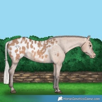 Horse Color:Silver Brown Dun Appaloosa 