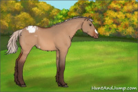 Horse Color:Silver Brown Dun Appaloosa 