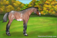 Horse Color:White Spotted Brown Roan Frame 