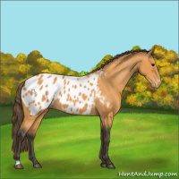 Horse Color:Buckskin Blanket 