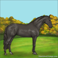 Horse Color:Smoky Black 