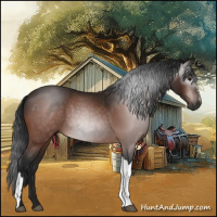 Horse Color:Gray Bay 